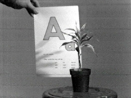 baldessari_plant_alphabet.jpg