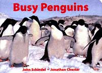 busy_penguins.jpg
