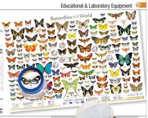 Types of Butterflies, Butterfly Types