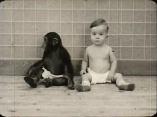 chimp_baby_film1.jpg