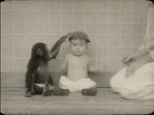 chimp_baby_film2.jpg