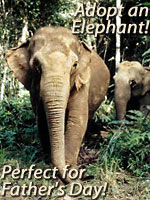 wwf_adopt_an_elephant.jpg