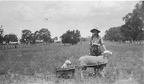 yapyap_sheep_cart_nsw.jpg