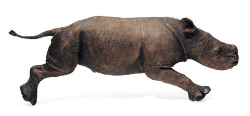 pba_baby_rhino.jpg